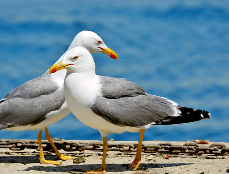 couple of seagulls sea background