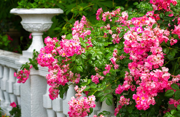 blossoming pink roses against a white colonnade