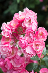 Beautiful buch pink roses close-up