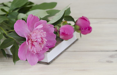 Pink peonies with a book on a wooden background