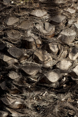 Palm texture