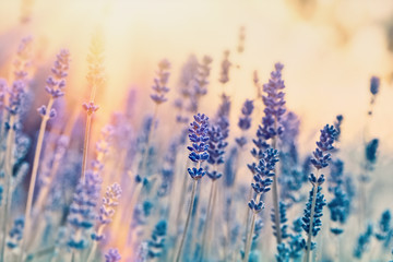 Soft focus on lavender flowers - beautiful nature