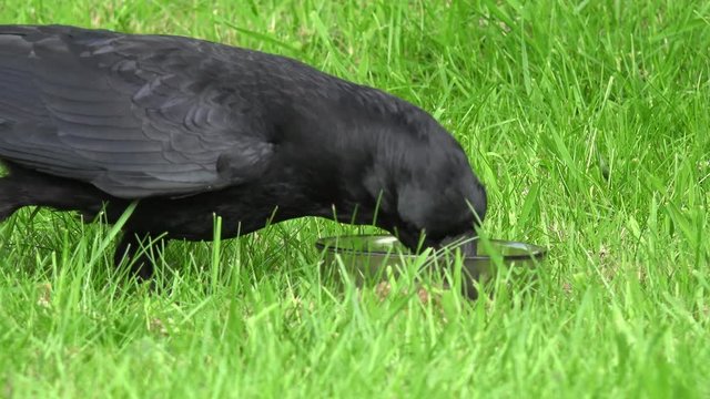 Common raven eat animal food on meadow