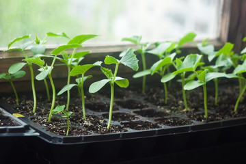 Zucchini seedlings in cassettes