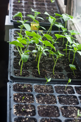 Zucchini seedlings in cassettes