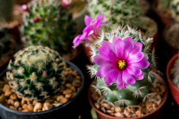 Fototapeta na wymiar cactus