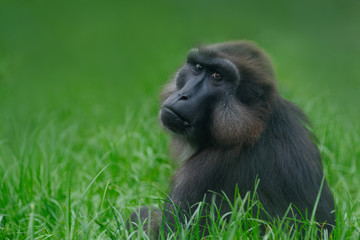 singe macaque primate regard malheureux zoo enfermé liberté ho