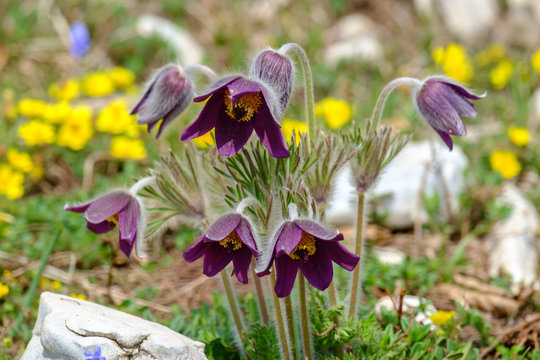 Pulsatilla montana 8