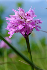 Orchide screziata 14