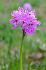 Orchide screziata 13 © zampe238