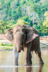 Elephants in elephant home.Chiang mai.Thailand