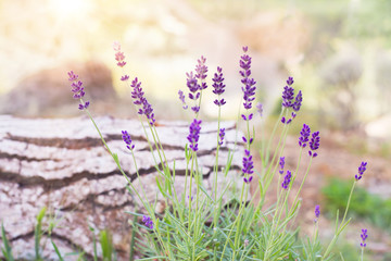 Naklejka premium Lavender flowers on the background of herbs