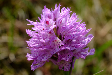 Orchide screziata 3 © zampe238