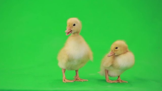 
little duck on the green screen