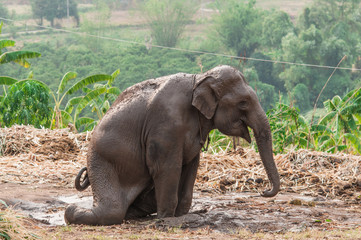 Obraz premium Elephant on the mud.