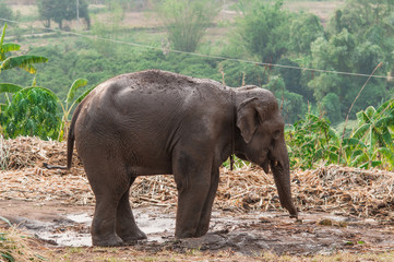 Elephant on the mud.