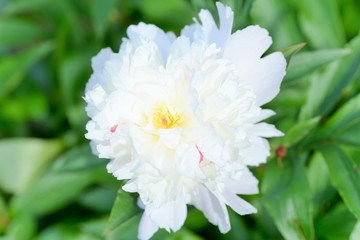 Peonies are among the most popular garden plants in temperate regions.Herbaceous peonies are also sold as cut flower on a large scale, although generally only available in late spring and early summer