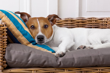 cozy  dog in bed