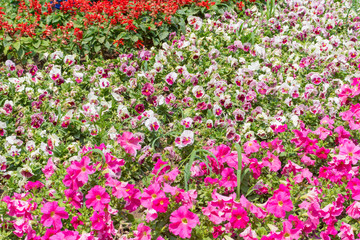 Fototapeta premium Texture of colorful flowers as Backgroung, space for text