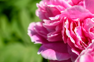 Pink Peony (Paeonia) Flower In Spring