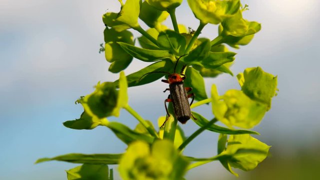 Soldier Beetle with sawfly prey on a creeping buttercup