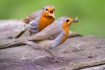 European robin pair squabbling over food