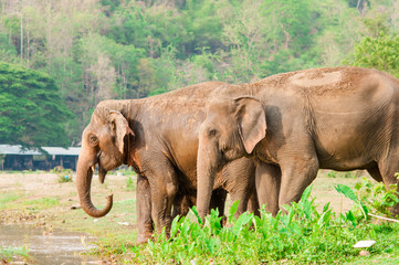 Fototapeta na wymiar Elephants in Thailand.