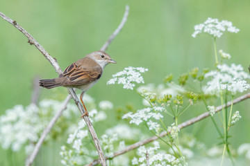 Dorngrasmücke (Sylvia communis) Weibchen in der Natur