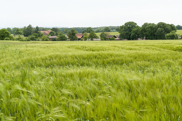 agricultural springtime scenery