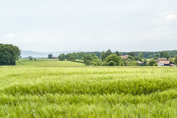 agricultural springtime scenery