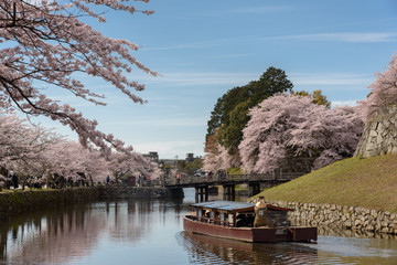 彦根城内堀の桜
