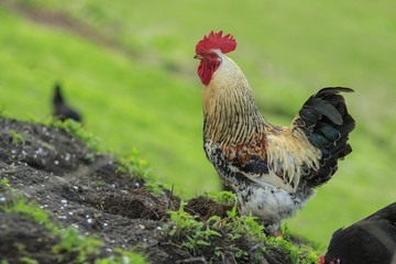 Cock with motley colored plumage walks on a green slope