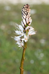 White Asphodel with nice bokeh background