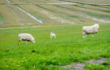 Schafe Nordsee