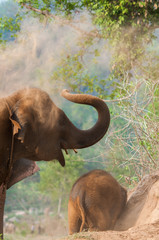 Naklejka na ściany i meble Elephants playing ground after bathing.