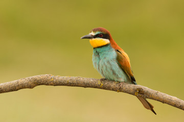 Small bird with a nice plumage