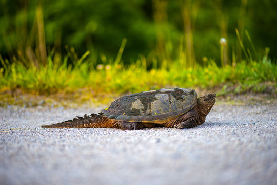 Common Snapping Turtle