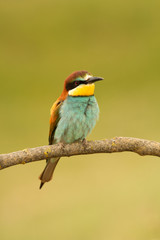 Small bird with a nice plumage