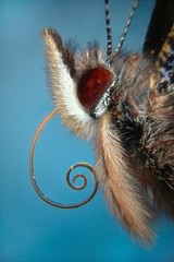 Microfotografía de la cabeza de una mariposa realizada con la técnica del apilado de imagenes.