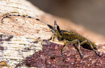Golden-bloomed grey longhorn beetle (Agapanthia villosoviridescens). Insect in the family Cerambycidae, the longhorns or longicorn beetle, displaying magnificent antennae