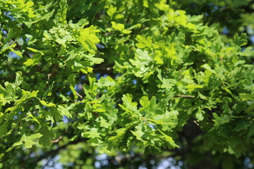 Beautiful summer landscape showing huge old oak
