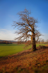 Alte Eiche auf der Weide