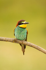 Fototapeta na wymiar Small bird with a nice plumage