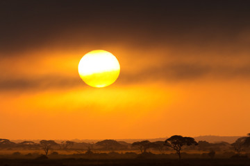 Sunset in Amboseli, Kenya. Silhouettes of acacia trees in front of the sun