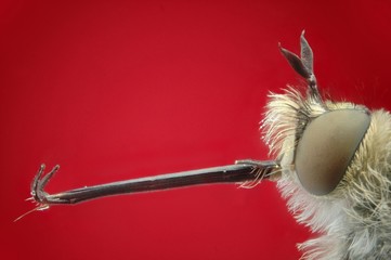 Microfotografia de la cabeza de una mosca abeja realizada con la técnica del apilado de imagenes.