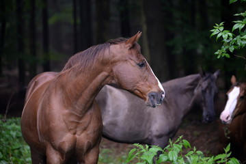 Fototapeta premium horsetalk, 3 horses in the forest
