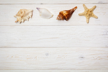sea shells on white boards
