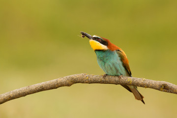 Small bird with a nice plumage