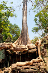 Ta Prohm temple covered in tree roots, Angkor Wat, Cambodia