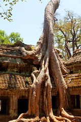 Ta Prohm temple covered in tree roots, Angkor Wat, Cambodia. Close up